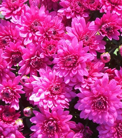 Belgian Mums® Coparo